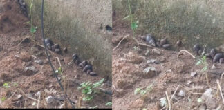 భాగ్యనగరంలో ఆఫ్రికన్ నత్తలు – భయాందోళనలో ప్రజలు.|