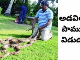 అడవిలోకి పాముల విడుదల – స్నేక్ క్యాచర్ కిరణ్ సేవా కార్యక్రమం |