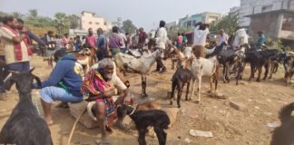అసౌకర్యంగా మేకల సంత – ఇబ్బందులు పడుతున్న రైతులు |