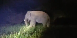 ఒంటరి ఏనుగు పంటలపై దాడి |