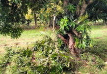 పుంగనూరు: పంటలను ధ్వంసం చేసిన ఒంటరి ఏనుగు.