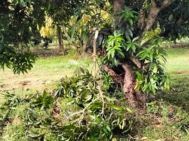 పుంగనూరు: పంటలను ధ్వంసం చేసిన ఒంటరి ఏనుగు.