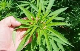 గంజాయి విక్రయిస్తుల ముగ్గుల అరెస్ట్