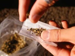 గంజాయి తీసుకుంటూ దొరికిన MLA కుమారుడు |