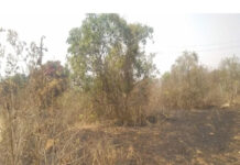 రామసముద్రంలో మామిడి తోటలో అగ్నిప్రమాదం