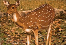 కుక్కల గుంపు దాడిలో జింక మృతి: పుంగనూరులో విషాదం