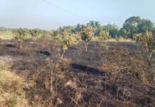 అగ్నిప్రమాదంలో 140 చెట్లు దగ్ధం