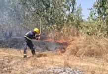 పుంగనూరులో అగ్నిప్రమాదం: నీలగిరి తోట దగ్ధం.. ₹50 వేల నష్టం