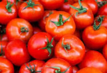 మదనపల్లెలో టమాటా ధరల పతనం: రైతుల ఆందోళన