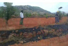 కేతనపల్లెలో మామిడి తోటలో అగ్నిప్రమాదం