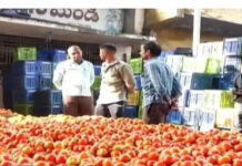 మదనపల్లె మార్కెట్లో టమాటా సంక్షోభం: ధరలు లేక రైతుల విముఖత