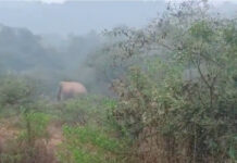 పులిచెర్ల మండలంలో ఆగని ఒంటరి ఏనుగు దాడి