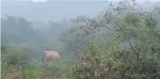 పులిచెర్ల మండలంలో ఆగని ఒంటరి ఏనుగు దాడి
