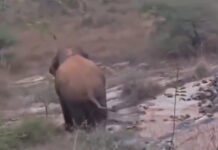 పులిచెర్ల మండలంలో ఒంటరి ఏనుగు బీభత్సం