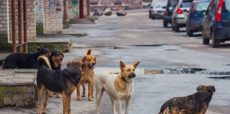 ఎన్నికల సిబ్బంది పై వీధి కుక్కల దాడి