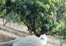 కరెంటు షాక్ తో రెండు ఏనుగులు మృతి