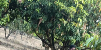 కరెంటు షాక్ తో రెండు ఏనుగులు మృతి