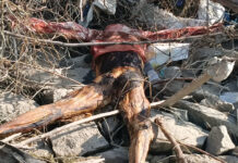 మైలారం రిజర్వాయర్లో శవం.. రాయపర్తి మండలంలో కలకలం.