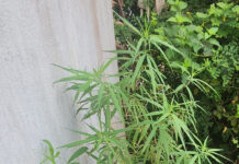 ఆపరేషన్ వజ్రపుహార్