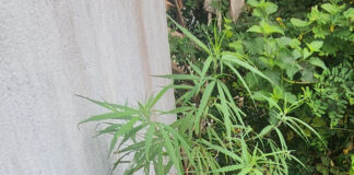 ఆపరేషన్ వజ్రపుహార్