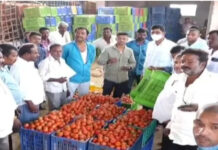 మదనపల్లి: కుప్పకూరిన టమాటా ధరలు.