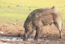 మహిళా పై అడవి పంది దాడి త్రీవ గాయాలు