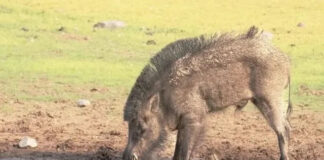 మహిళా పై అడవి పంది దాడి త్రీవ గాయాలు