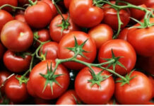 మదనపల్లె: పతనమైన టమాటా ధరలు – గిట్టుబాటు కాక రైతుల ఆవేదన.