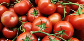 మదనపల్లె: పతనమైన టమాటా ధరలు – గిట్టుబాటు కాక రైతుల ఆవేదన.