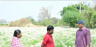 చామంతి సాగుపై కలెక్టర్ ఆరా.. సదుం మండలంలో క్షేత్రస్థాయి పర్యటన.