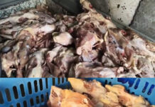 చికెన్ సెంటర్స్ పై షాక్ రైడ్స్ : చట్ట విరుద్ధ నిల్వలు బహిర్గతం”.|