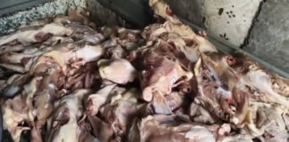 చికెన్ సెంటర్స్ పై షాక్ రైడ్స్ : చట్ట విరుద్ధ నిల్వలు బహిర్గతం”.|