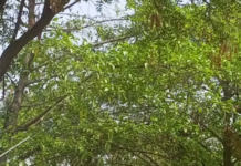 మండుటెండల్లో కుడా” పచ్చదనం తో మల్లంపేట హాయ్ రైజ్ మెడోస్ “