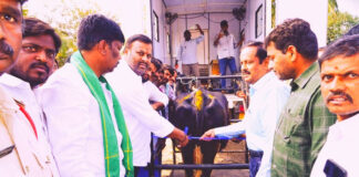 పశువుల ఆరోగ్యంపై ప్రత్యేక దృష్టి.. పుంగనూరులో వైద్య శిబిరం సందడి.